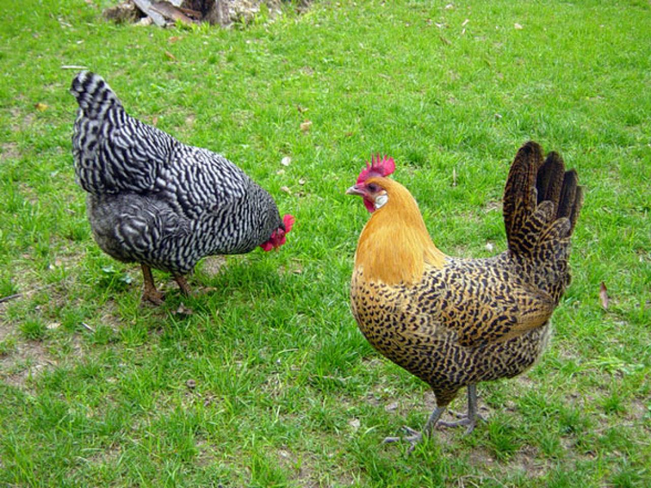 Should You FreeRange Your Chickens?  HGTV