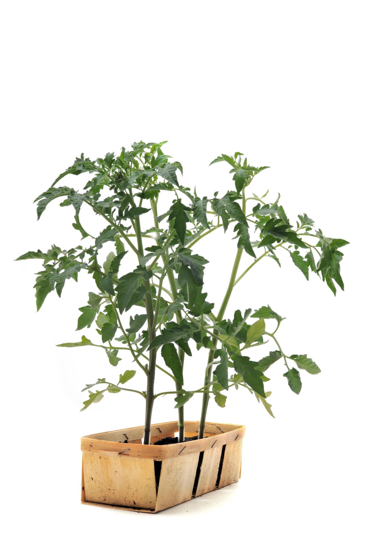 Indoor frpwing tomatoe plants