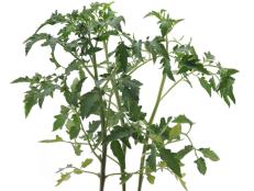 indoor tomato plant