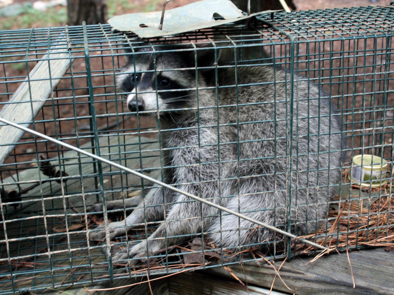 raccoon trap