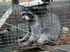 Raccoon in a Cage