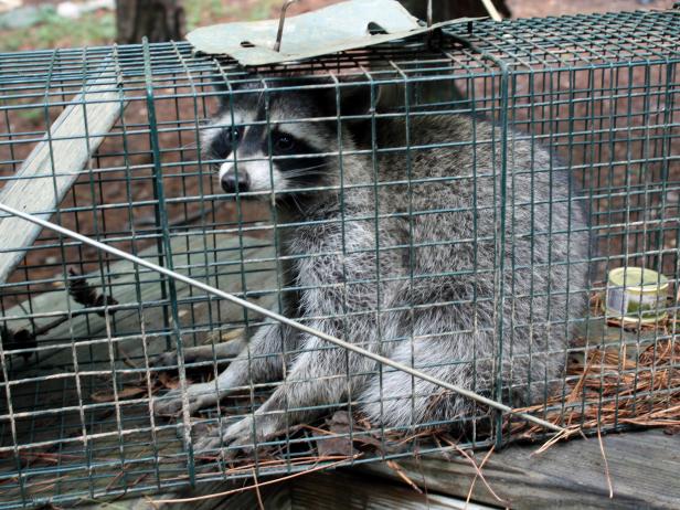 Raccoon in a Cage