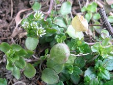 star chickweed