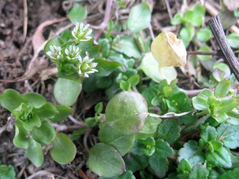 Edible Chickweed: Here Chicky, Chicky, Chickweed