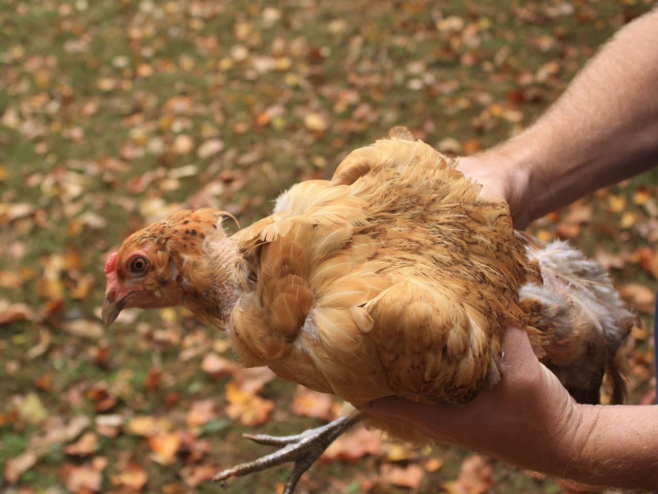 chicken molting