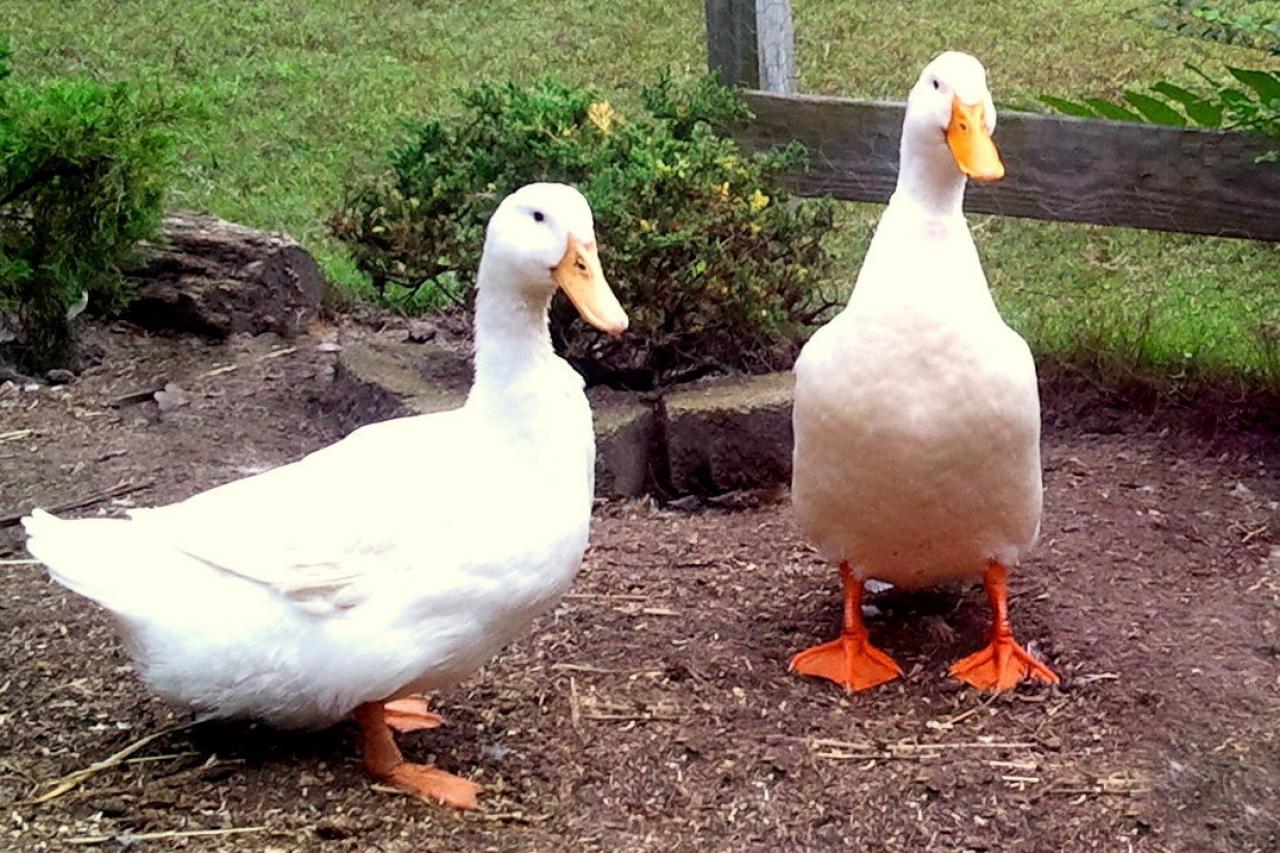 do ducks and dogs get along