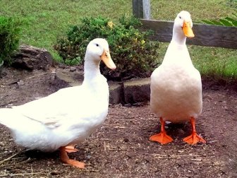 backyard duck breeds - Pekin duck