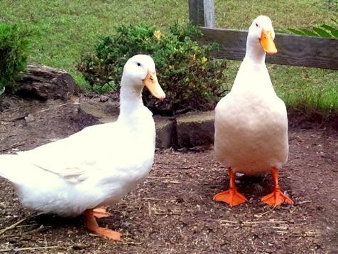 Popular Duck Breeds