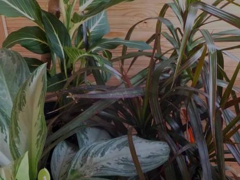 Grow Guide: Adaptable Houseplants and Cutting Back Your Garden This Winter