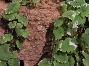 Creeping Charlie is a rapidly-spreading, matted garden plant some gardeners refer to as ground ivy.