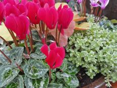 cyclamen