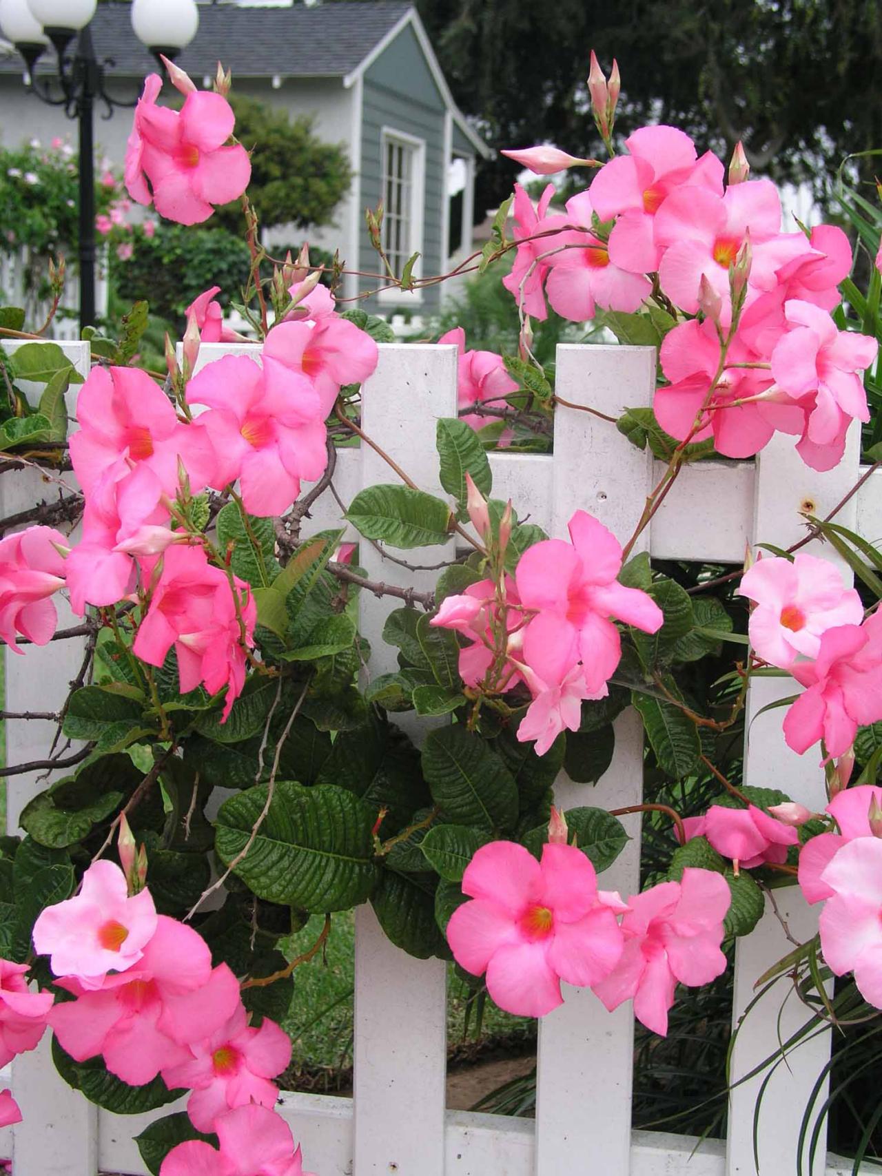 pink flowering vines