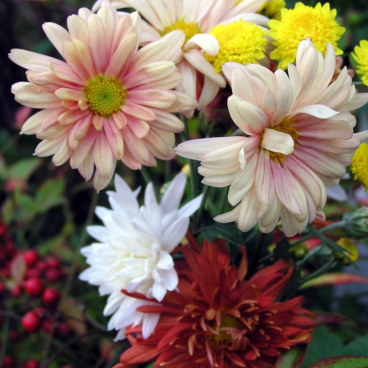 Are Mums Perennials? | HGTV