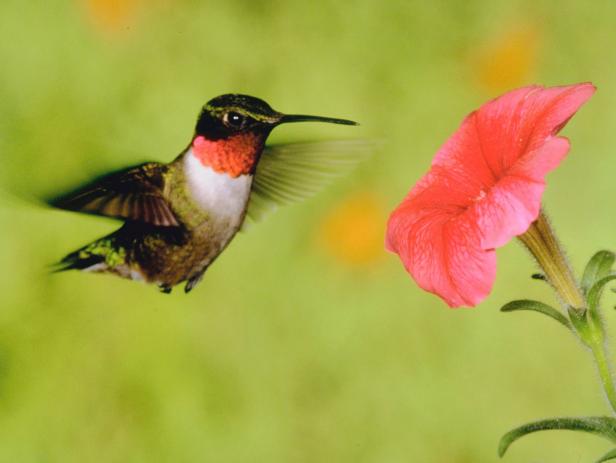 Ruby Throated Hummingbird Hovers Over Red Petunia