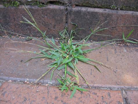 How to Identify and Treat Crabgrass