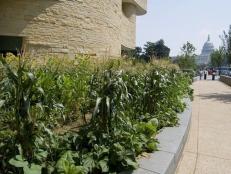 The community garden at the Smithsonian’s National Museum of the American Indian in Washington, D.C., features the Three Sisters gardening technique.