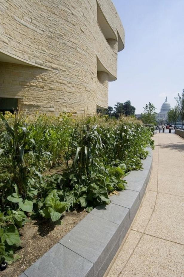 The community garden at the Smithsonian’s National Museum of the American Indian in Washington, D.C., features the Three Sisters gardening technique.