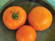 'Woodle Orange' Tomato - Tomato Varieties - Heirloom Tomatoes