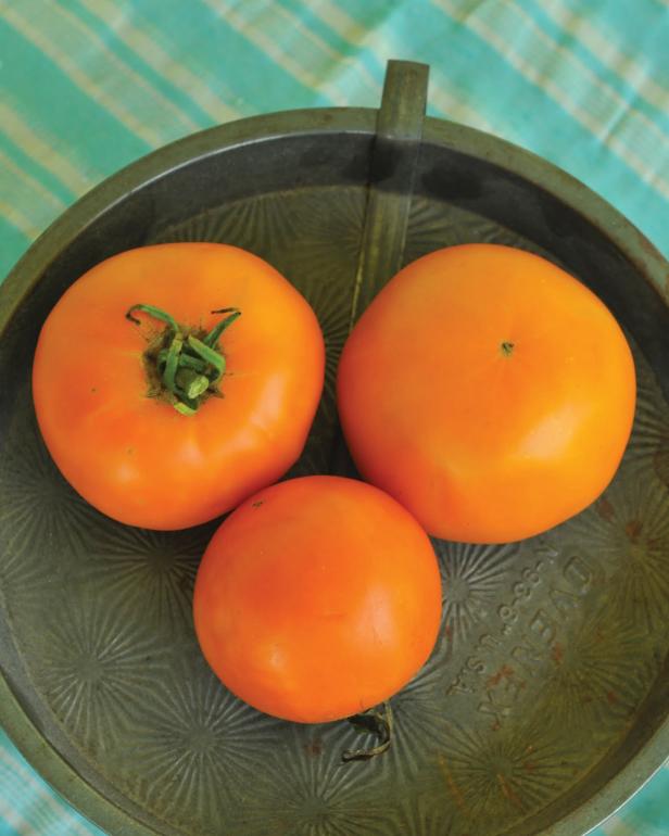 'Woodle Orange' Tomato - Tomato Varieties - Heirloom Tomatoes