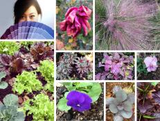 Top row: Purple paint swatches; a fading rose; pink muhly grass. Middle row: ‘Helena’s Blush’ wood spurge; ‘Burgundy Glow’ bugleweed; a light purple pansy. Bottom row: red romaine and green oakleaf lettuces; a bright purple pansy; ‘Ruby Perfection’ purple cabbage; ‘Red Giant’ mustard.