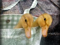 Ducklings in a Carry-On