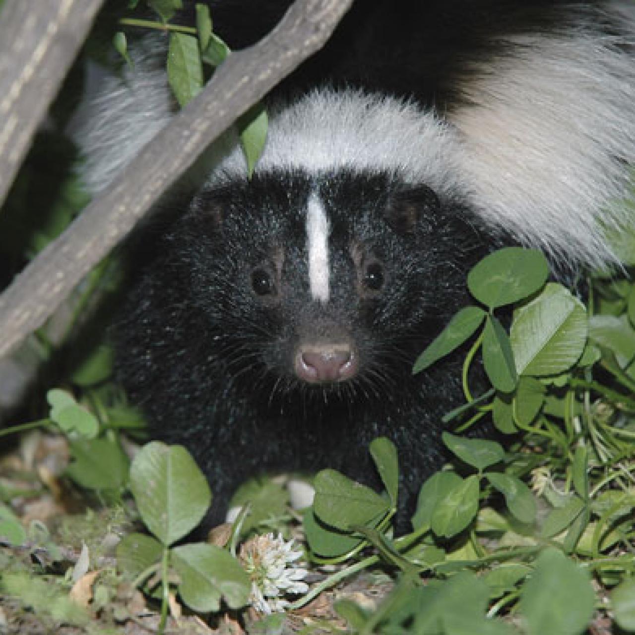 How to Get Rid of Skunks from Your Garden