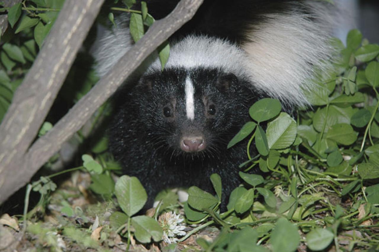 How To Get Rid Of Skunks From Your Garden Hgtv