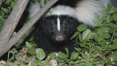 are skunks attracted to dog poop