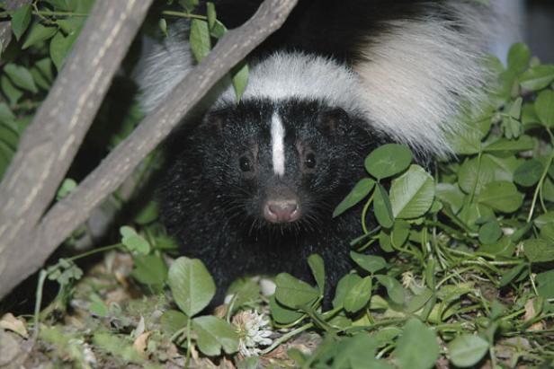 skunk in a garden