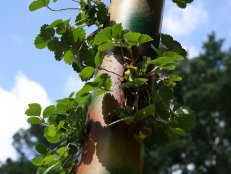 strawberry tower