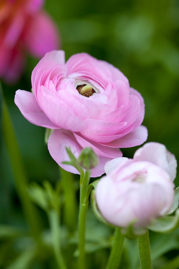 Pink Ranunculus Bloom