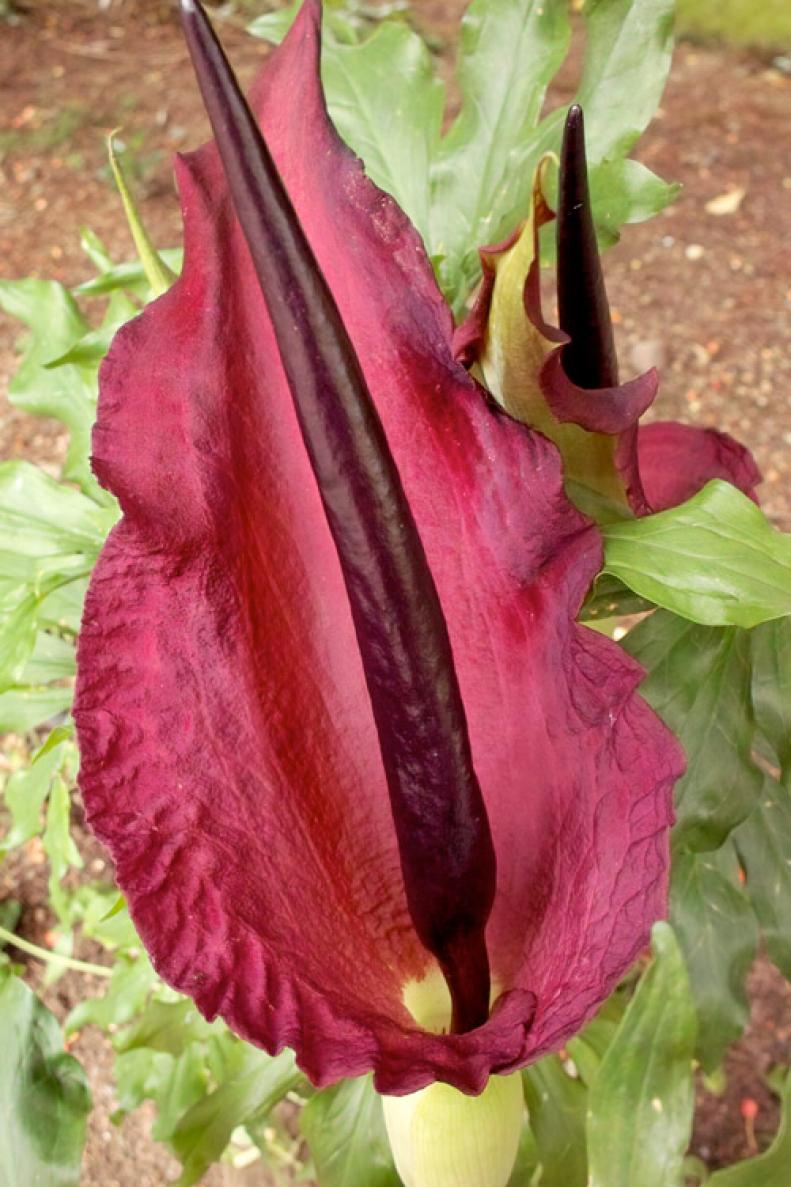 Also known as dragon arum, black arum, voodoo lily. Image provided by <a target="_blank" href="http://commons.wikimedia.org/wiki/File:AMC_DP1_080704_5922-Blog.jpg">Pleinair</a>