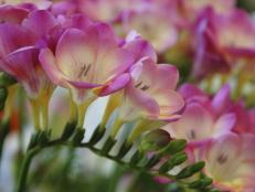 Freesia produces a mass of bright, citrus-scented flowers.