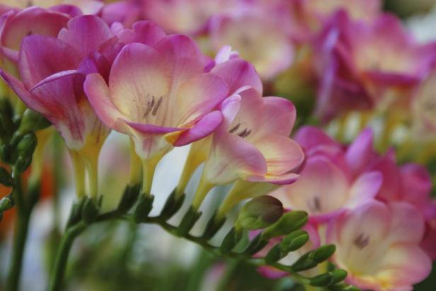 Freesia produces a mass of bright, citrus-scented flowers.