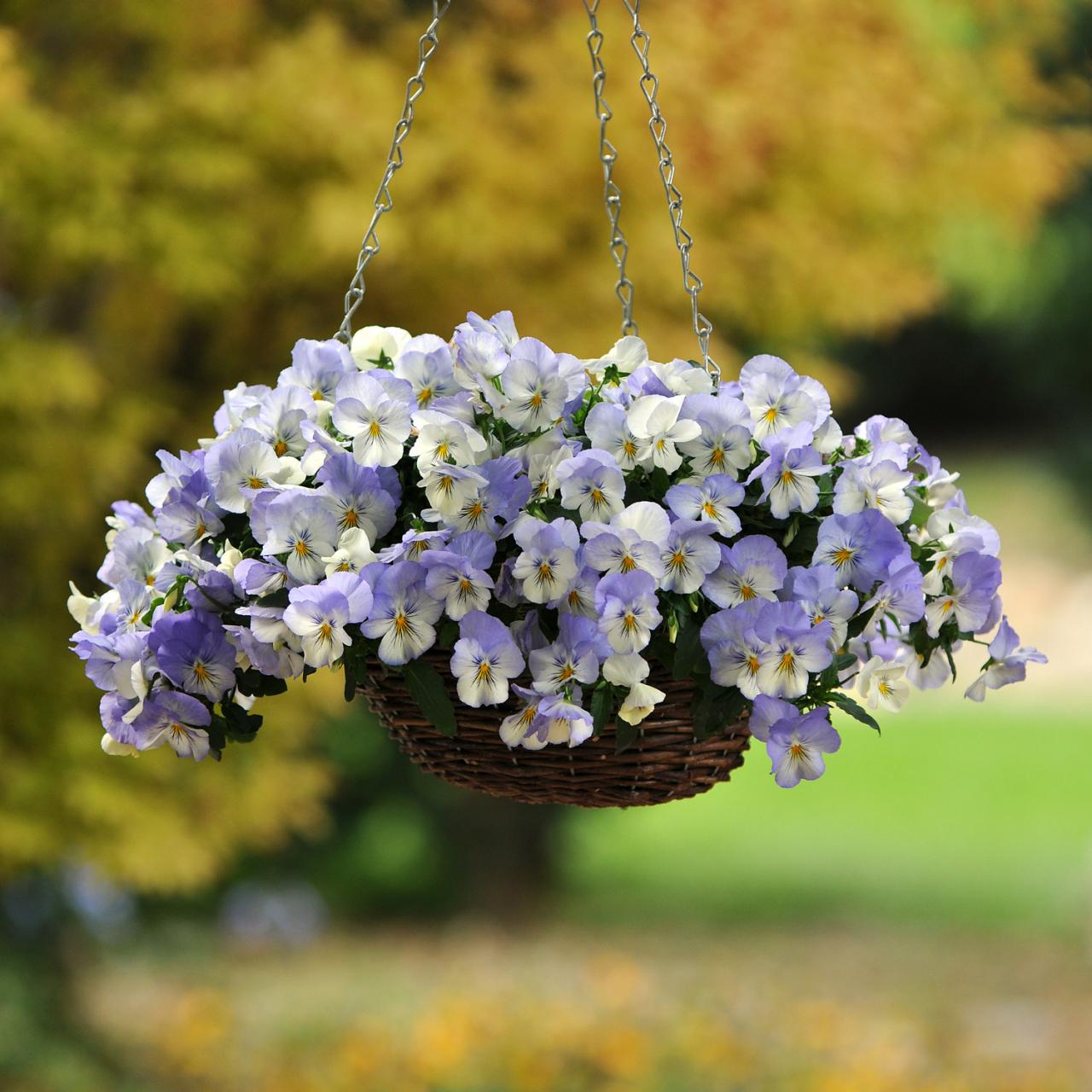 Trailing Pansies in Baskets