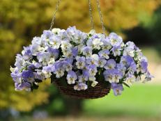 Cool Wave Pansy-Hanging Baskets Frost