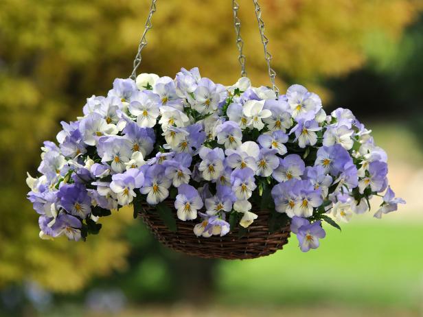 Trailing Pansies | HGTV