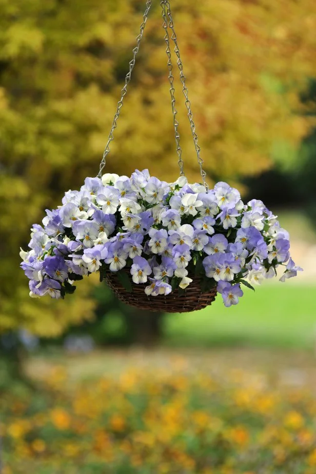 Cool Wave Pansy-Hanging Baskets Frost