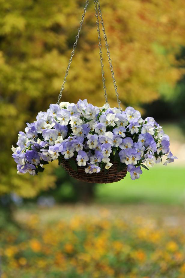 Image of Pansies in a hanging basket