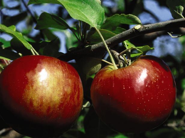 Types of Apple Trees