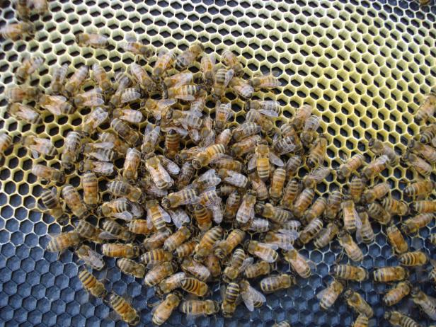 bees build on honeycomb pattern 2