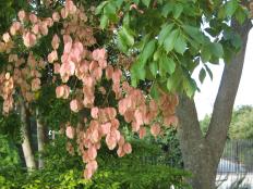 Chinese flame trees are prized for their unusual papery seed capsules that resemble little Chinese lanterns.