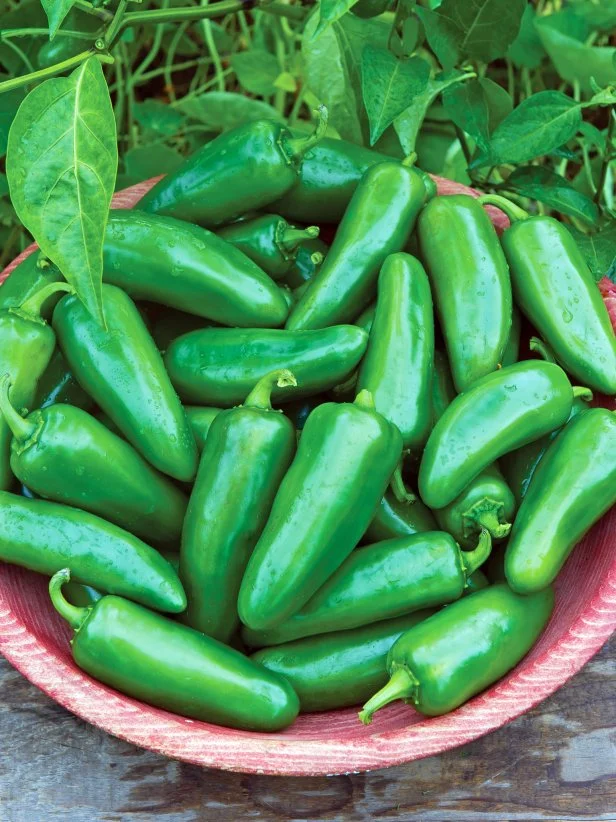 'Big Guy' Jalapeno - Hot Peppers - Pepper Varieties