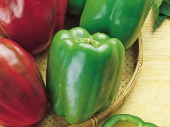 'California Wonder' Bell Pepper - Sweet Pepper - Pepper Varieties