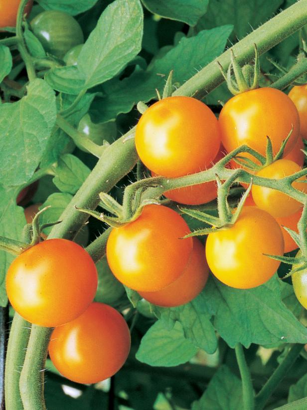 Tomato 'Sungold' - Tomato Varieties - Short-Season Tomatoes