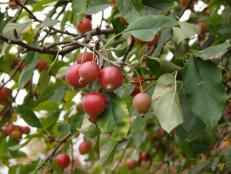 High in pectin and packed with flavor, crabapples can be used to make delicious jelly.