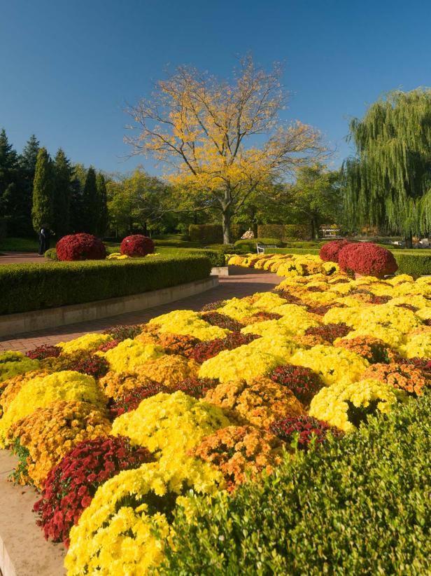 Pictures of Mums HGTV