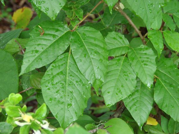 Nearly ninety percent of the population will display an allergic reaction upon contact with poison ivy.