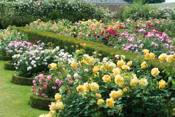 Create a Beautiful Rose Garden