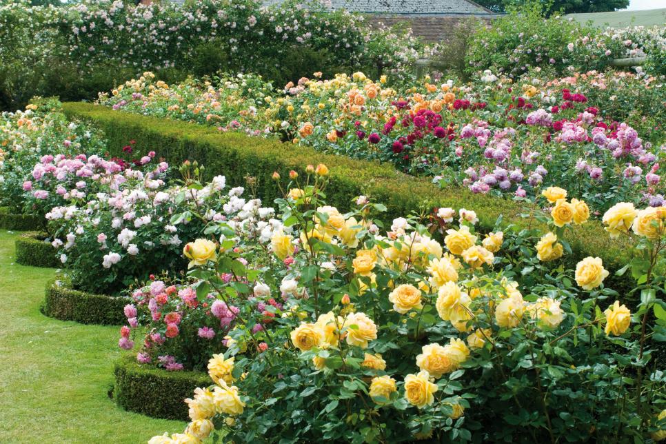 Planting A Rose Garden Tips